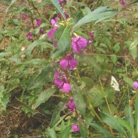 Impatiens balsamina L.
